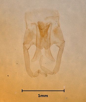 Media type: image;   Entomology 733352 Aspect: genitalia